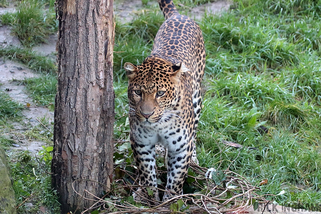 Javan Leopard