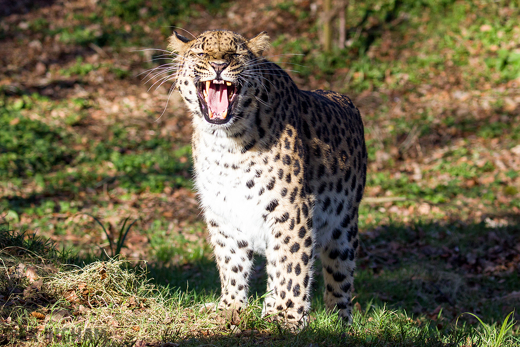 Amur Leopard