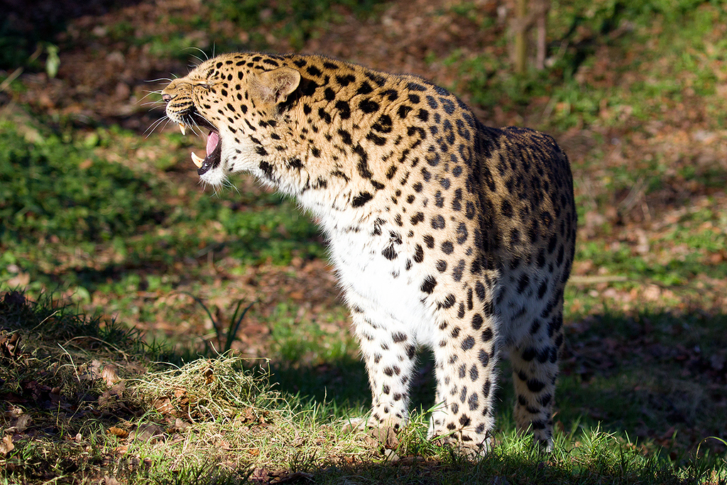 Amur Leopard