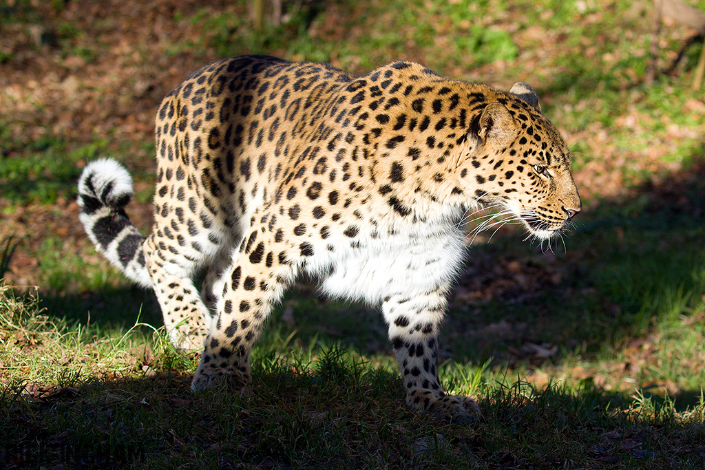 Amur Leopard