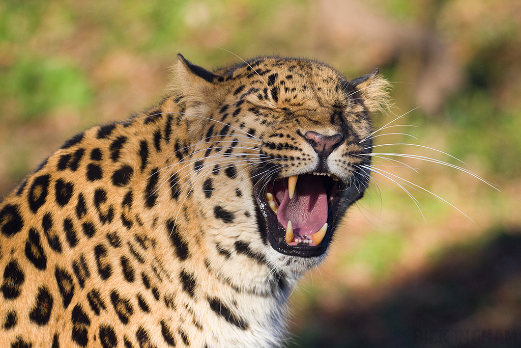 Amur Leopard