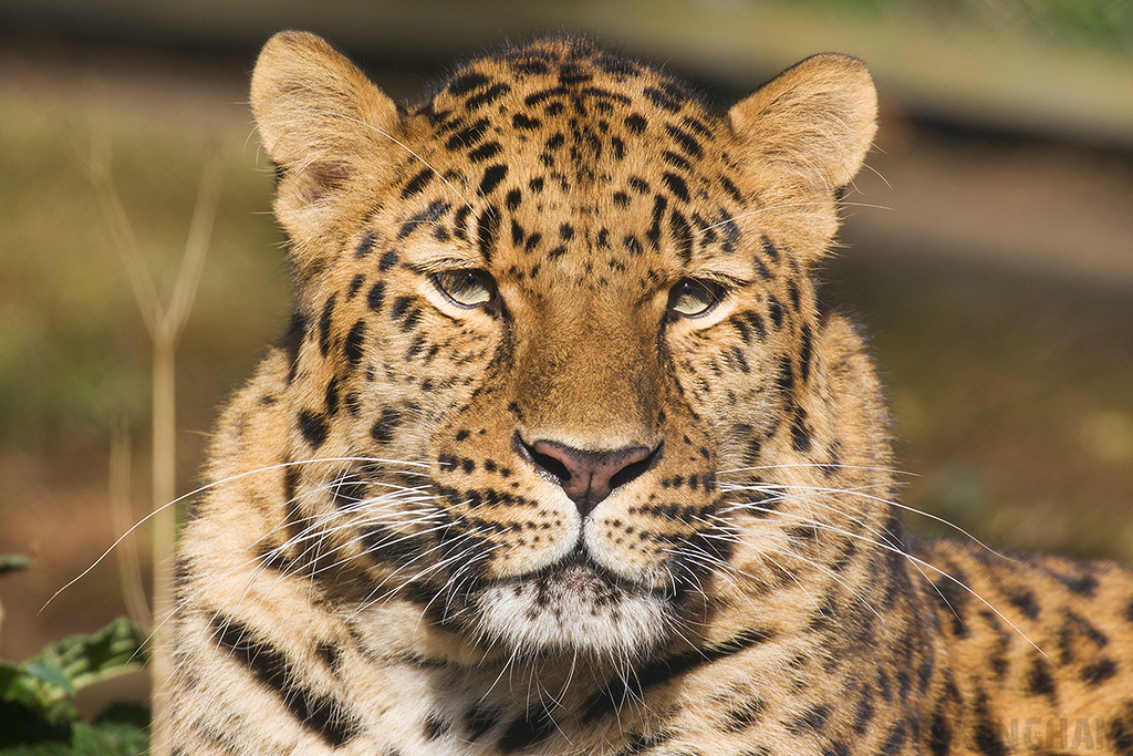 Amur Leopard