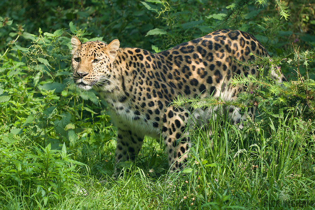 Amur Leopard