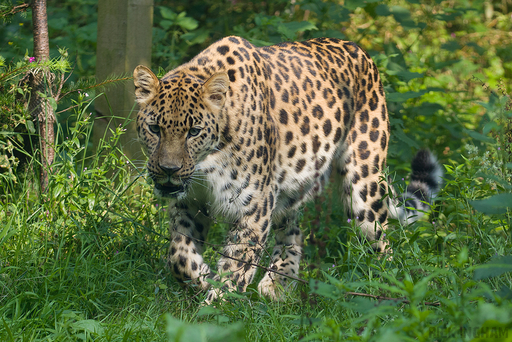Amur Leopard