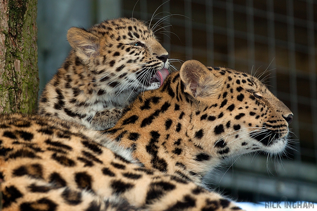 Amur Leopard