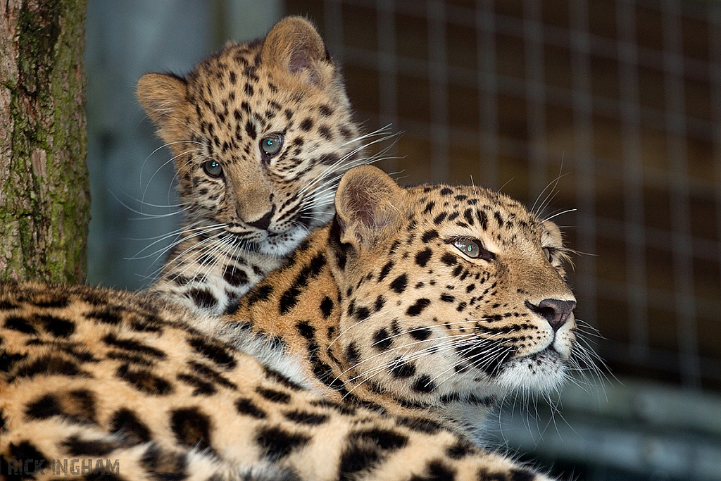 Amur Leopard