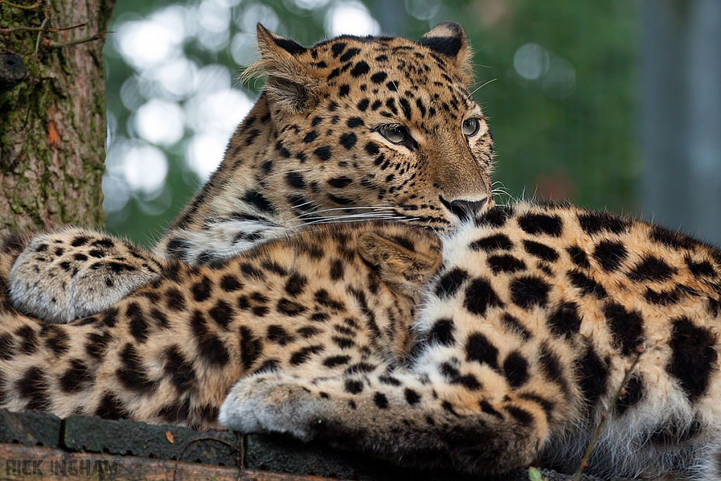 Amur Leopard