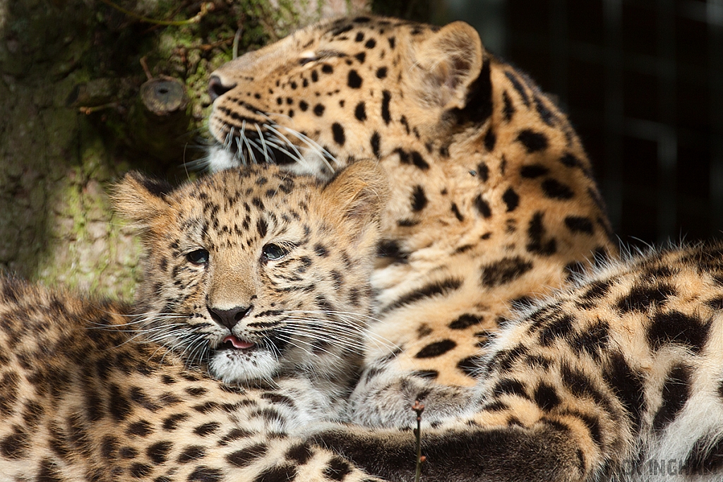 Amur Leopard