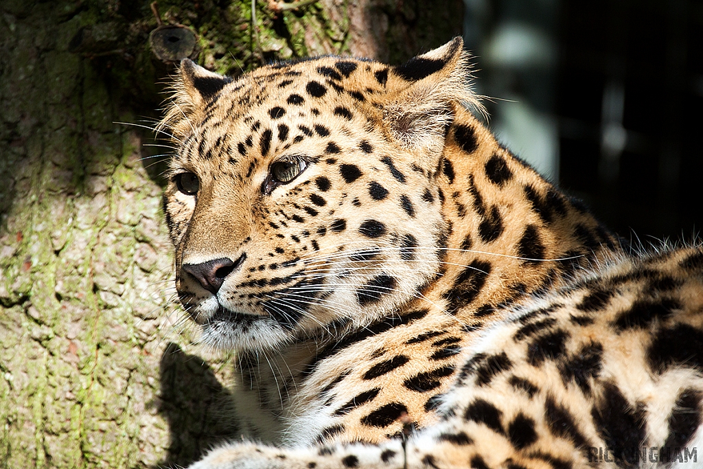 Amur Leopard