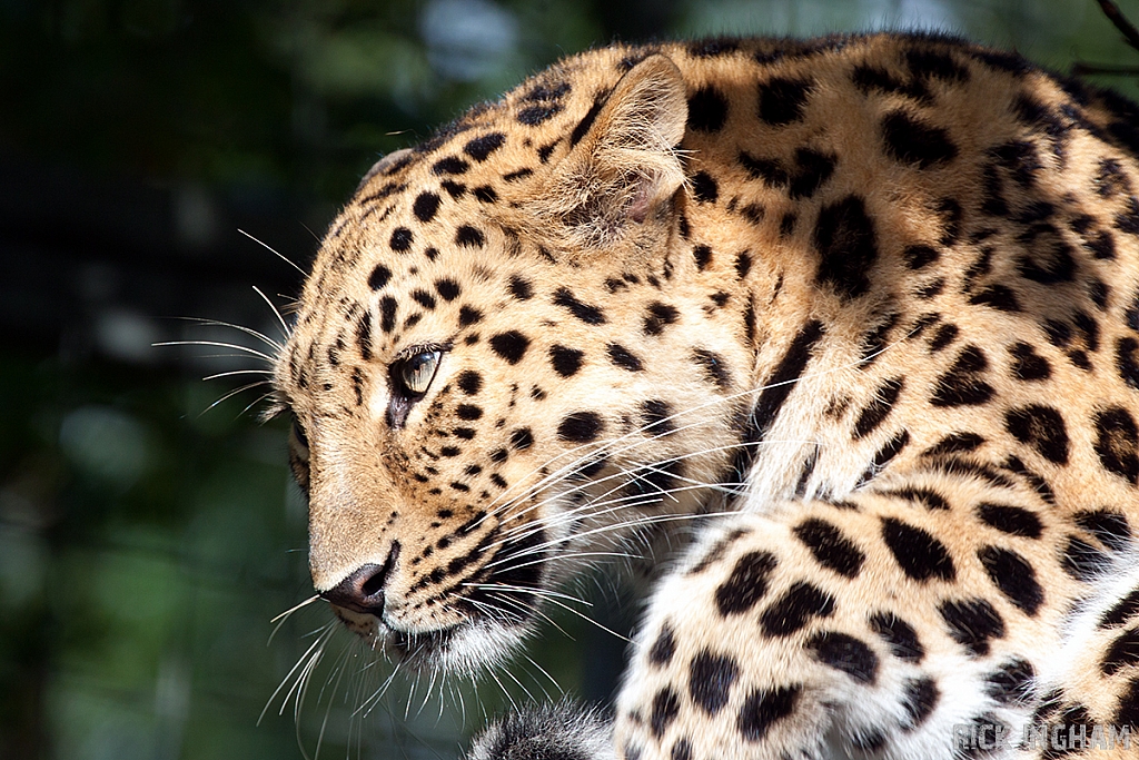 Amur Leopard