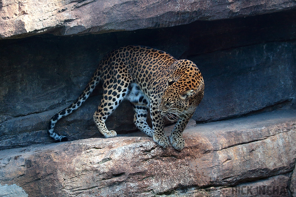 Sri Lankan leopard