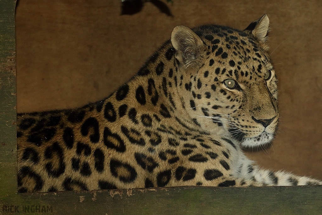 Amur Leopard