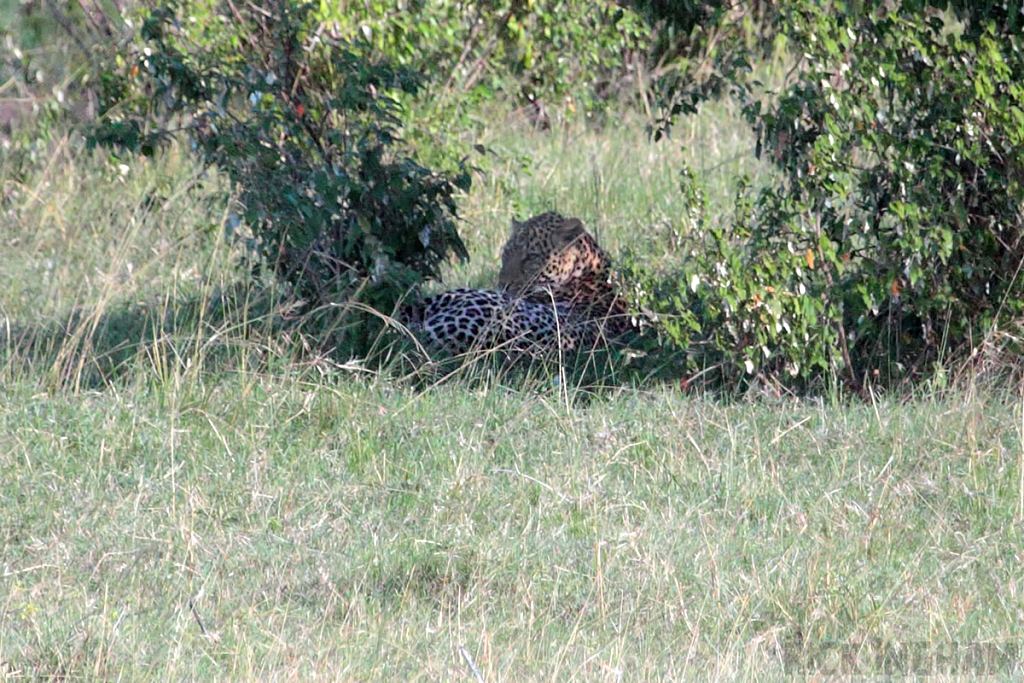 African Leopard