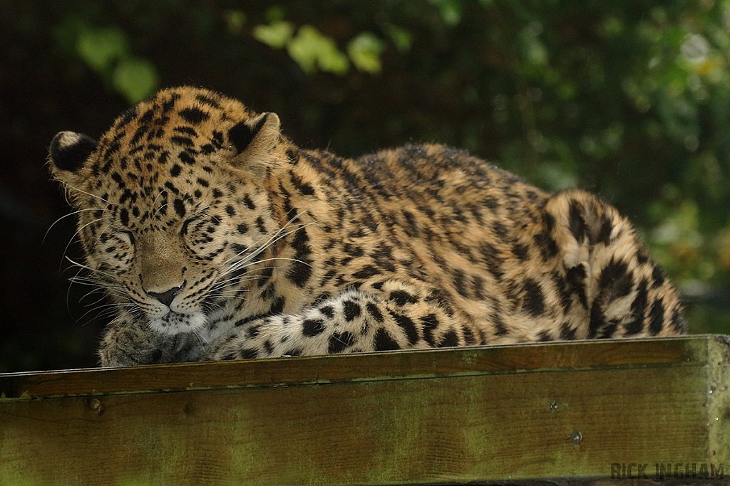 Amur Leopard