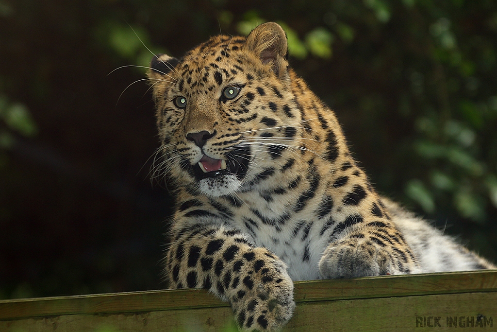 Amur Leopard