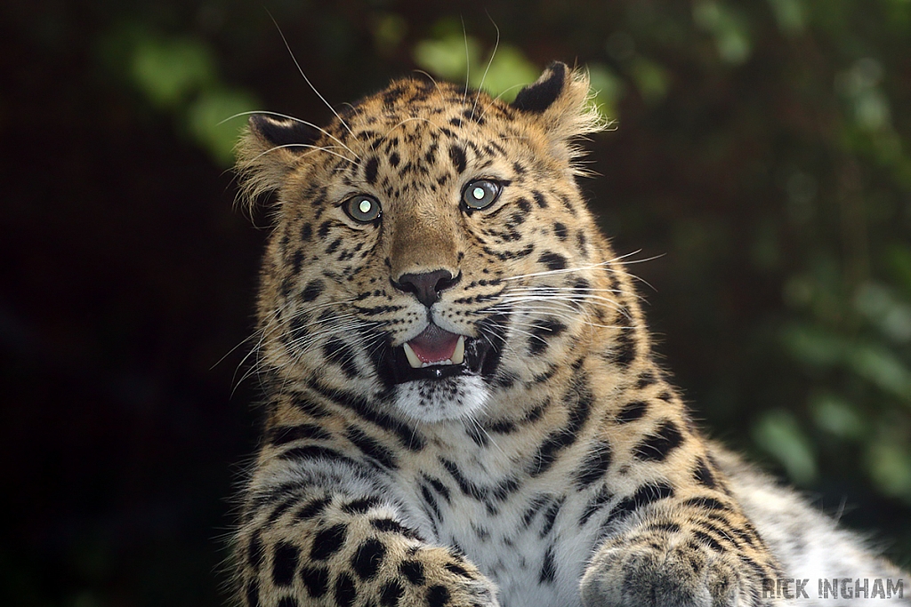 Amur Leopard