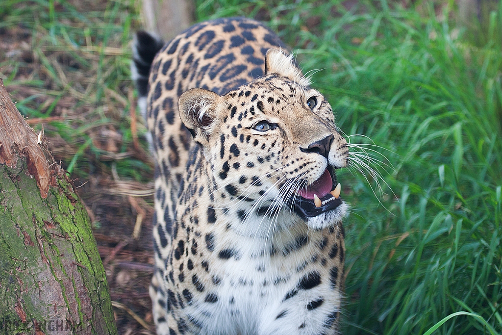 Amur Leopard