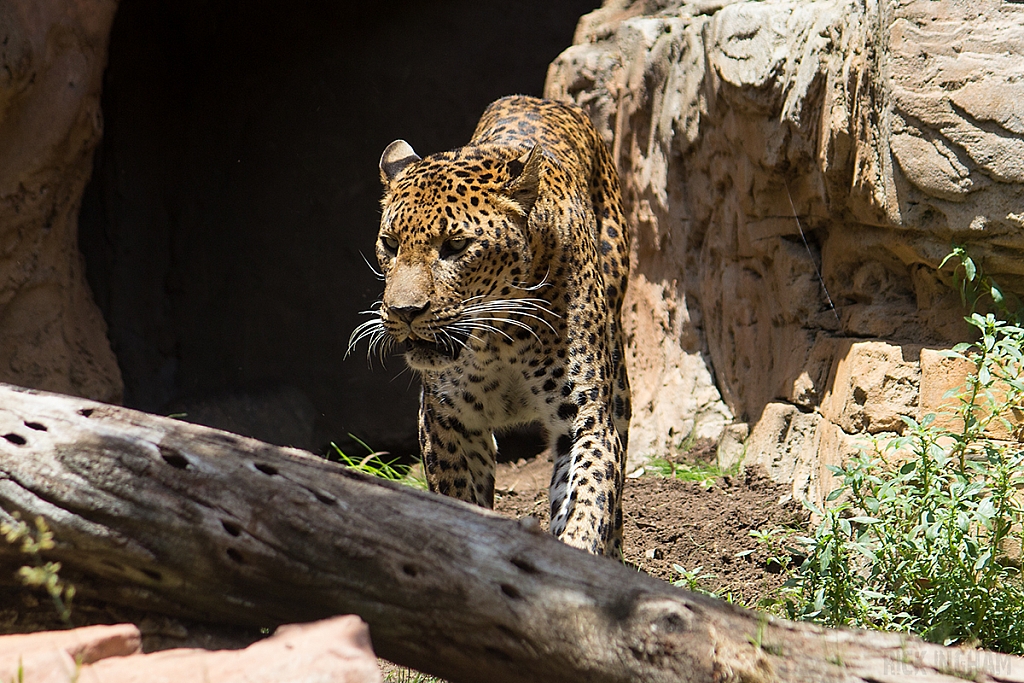 Sri Lankan Leopard