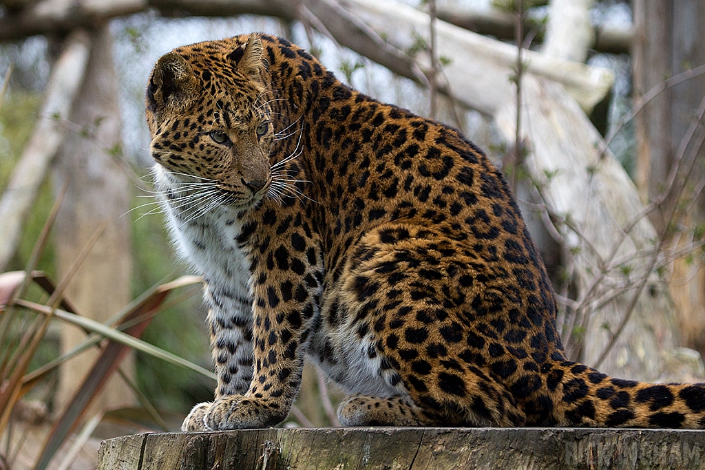 Northern Chinese leopard