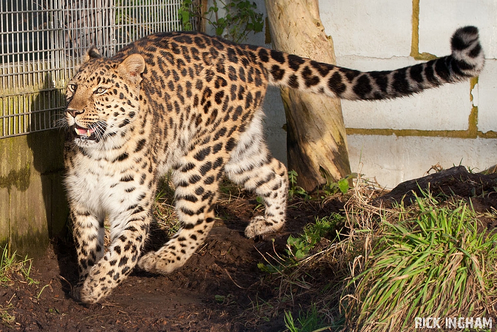 Amur Leopard