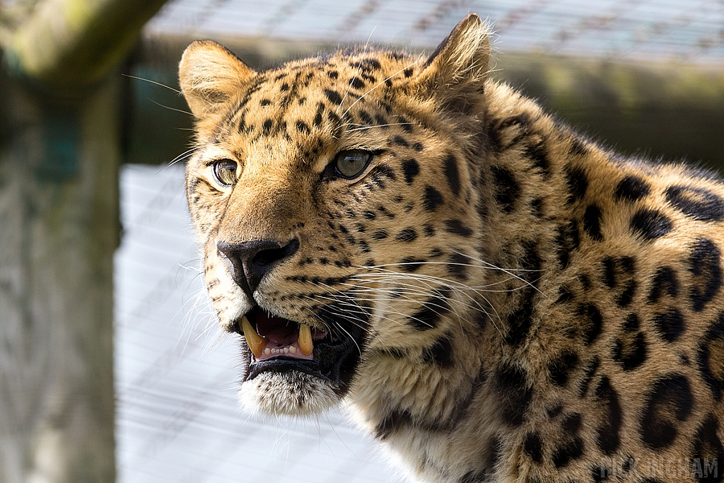 Amur Leopard