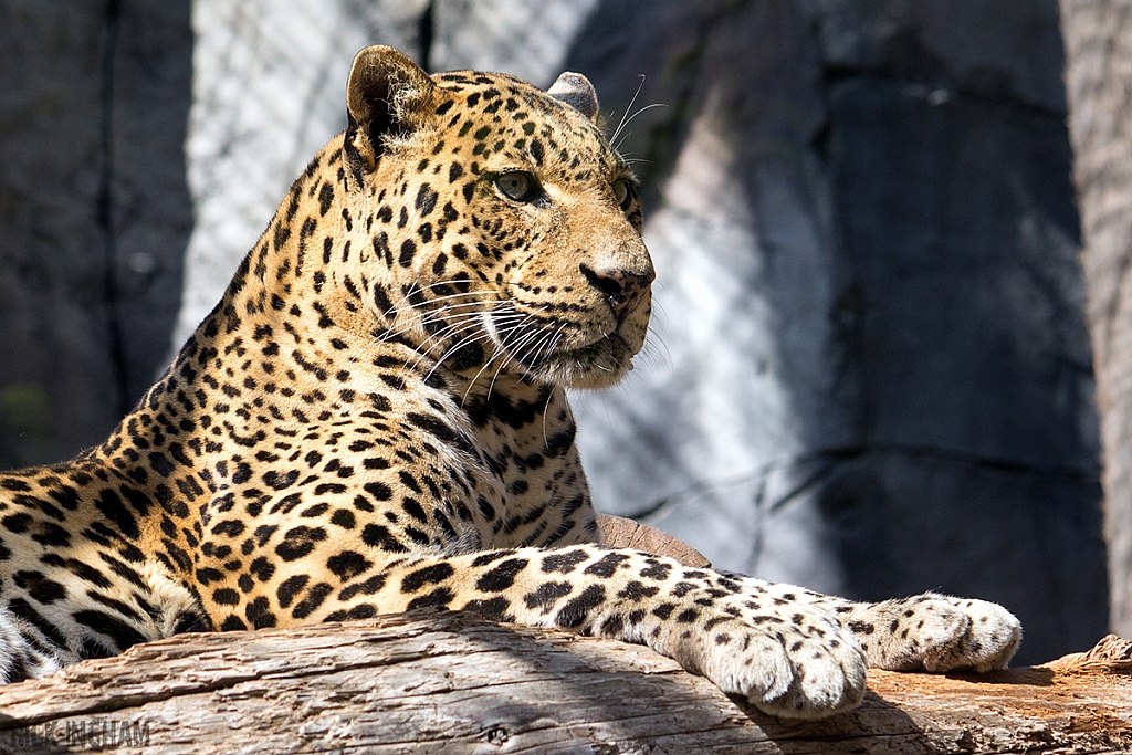 Amur Leopard