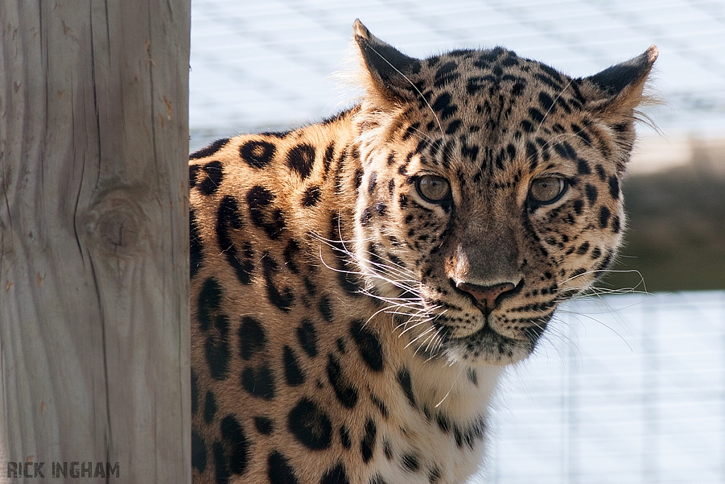 Amur Leopard