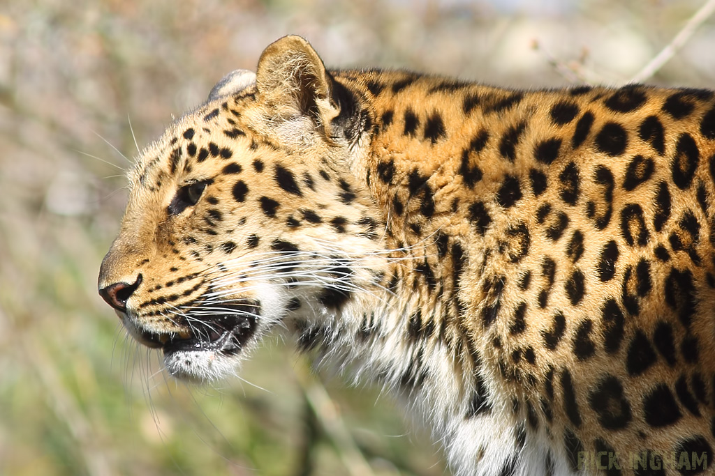 Amur Leopard