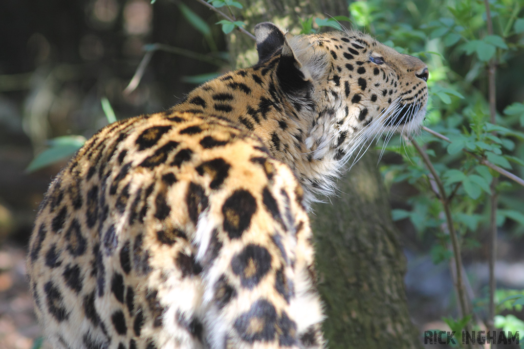 Amur Leopard