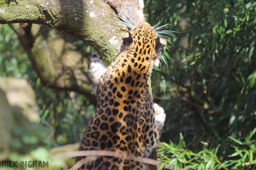 Amur Leopard