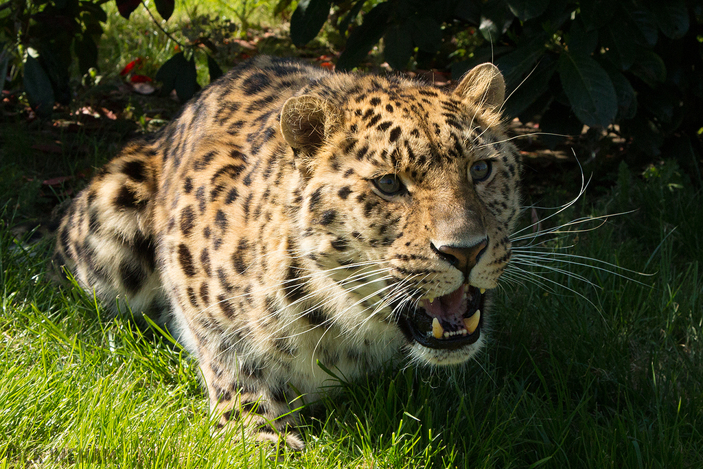 Amur leopard