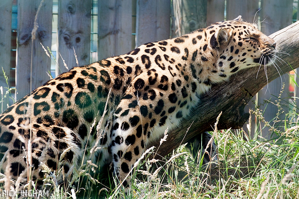 Amur Leopard