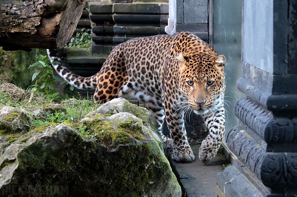 Javan Leopard