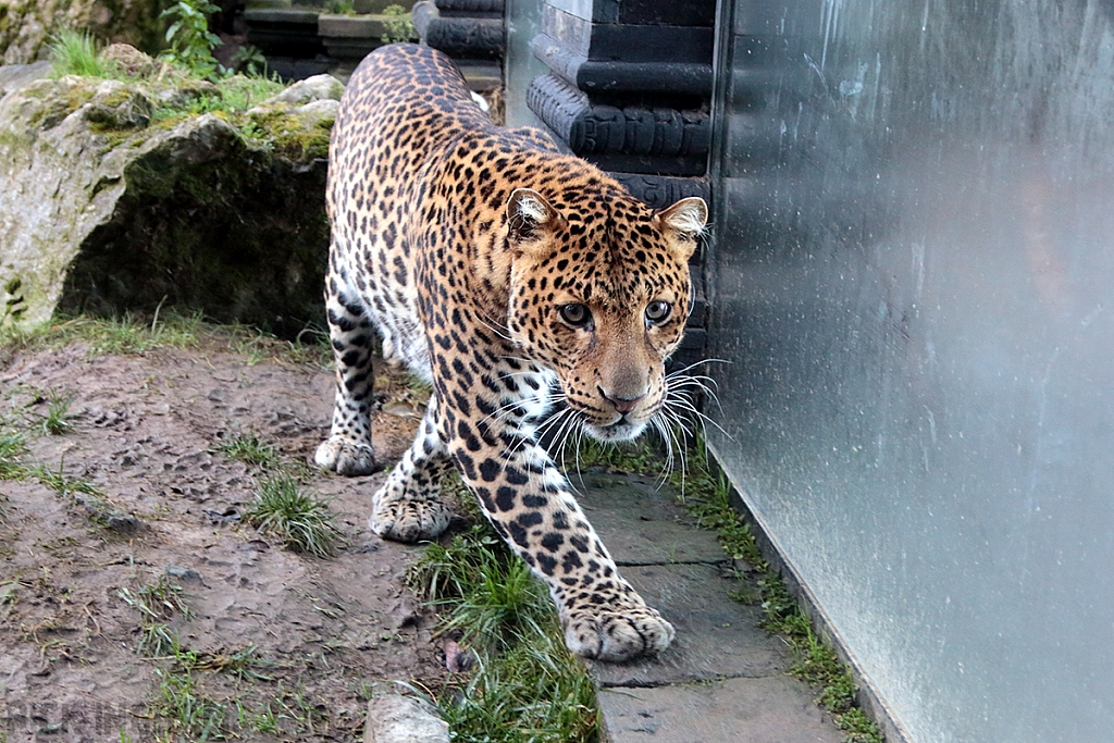 Javan Leopard