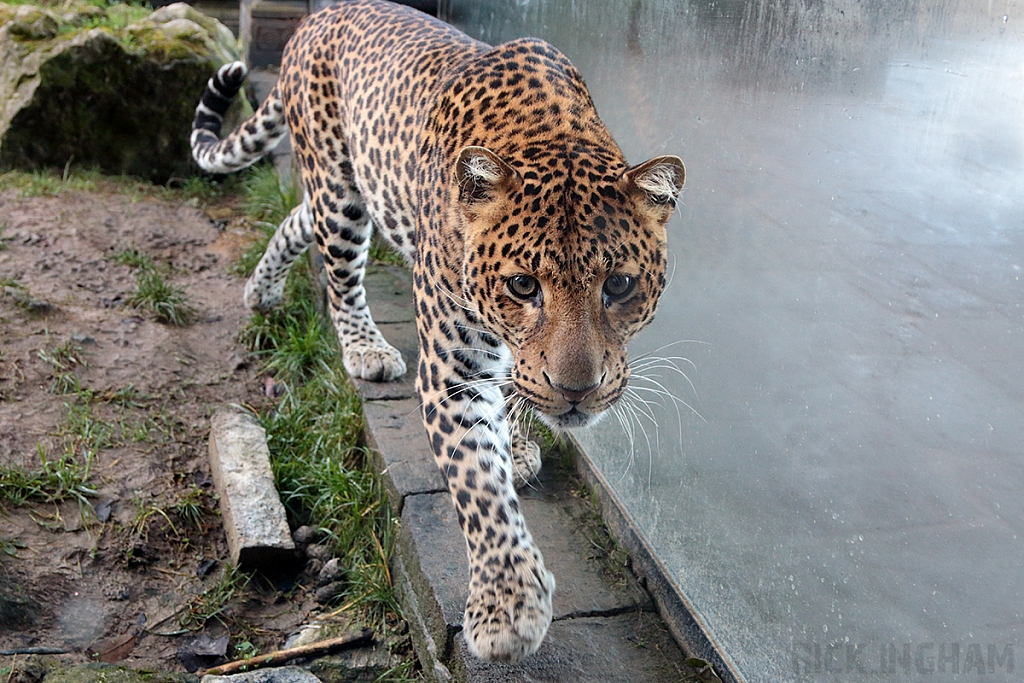 Javan Leopard