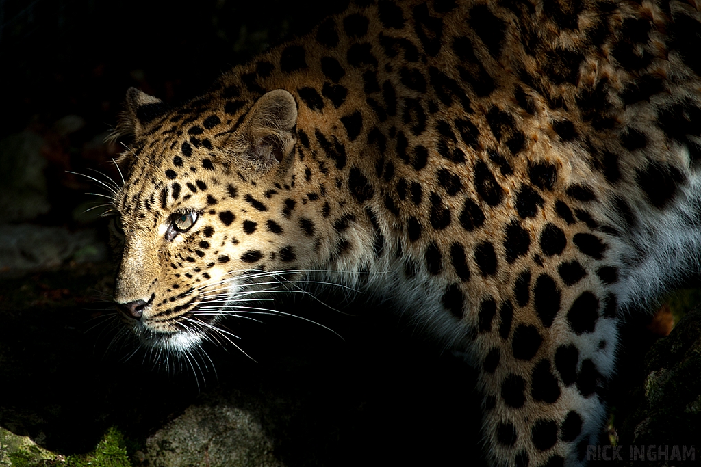 Amur Leopard