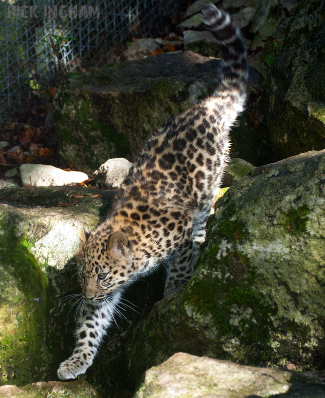 Amur Leopard