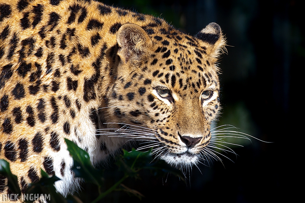 Amur Leopard