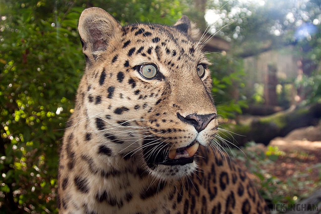 Amur Leopard