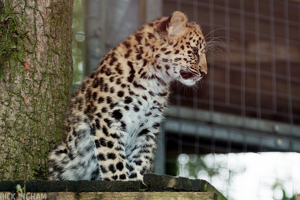 Amur Leopard