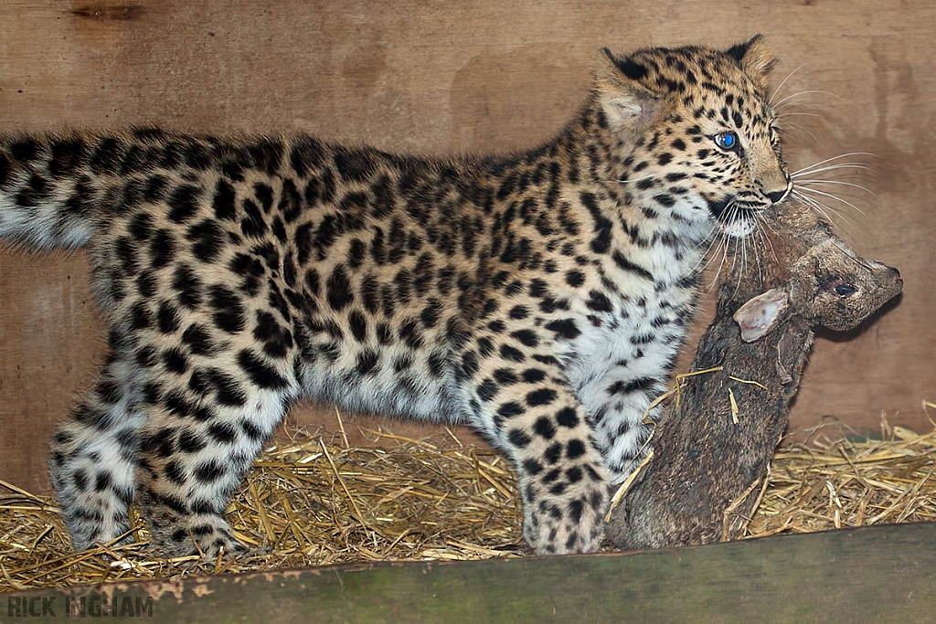 Amur Leopard