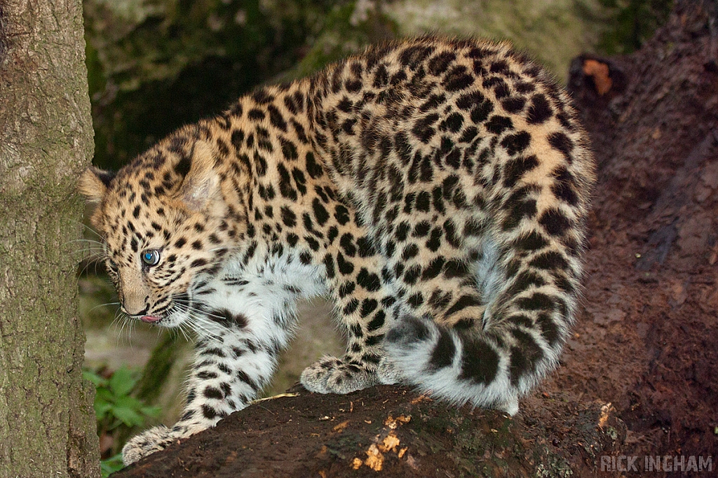 Amur Leopard