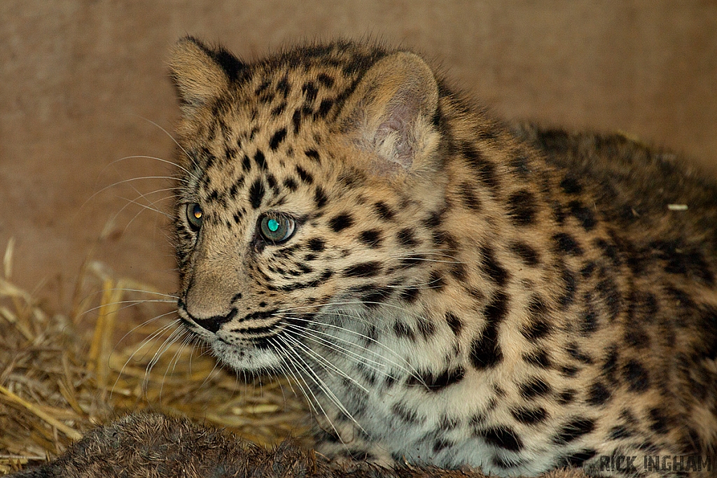 Amur Leopard