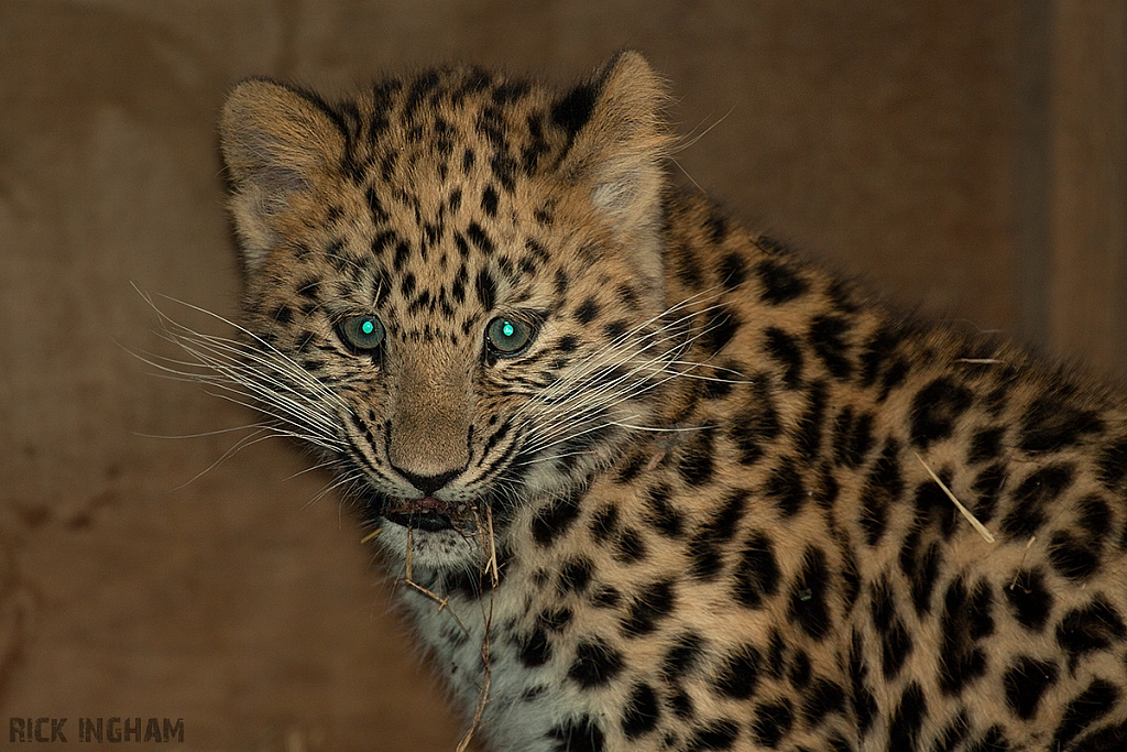 Amur Leopard