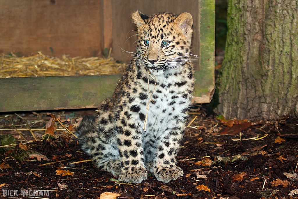 Amur Leopard