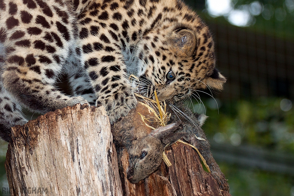 Amur Leopard