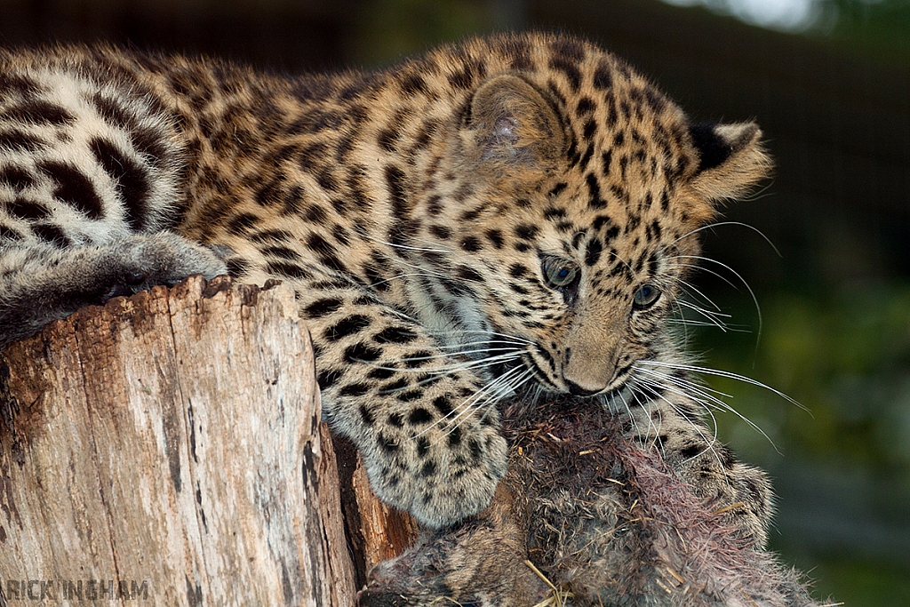 Amur Leopard