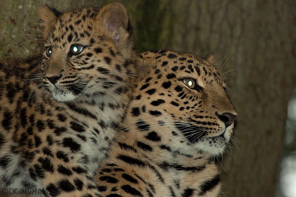 Amur Leopard