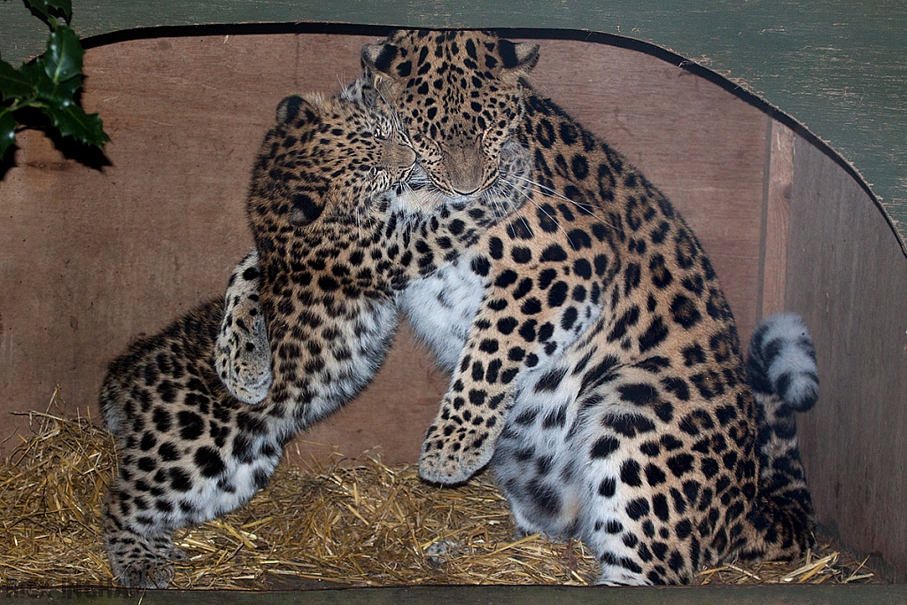 Amur Leopard