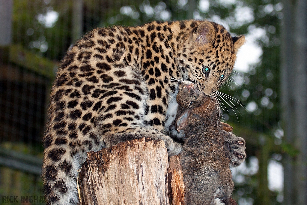 Amur Leopard